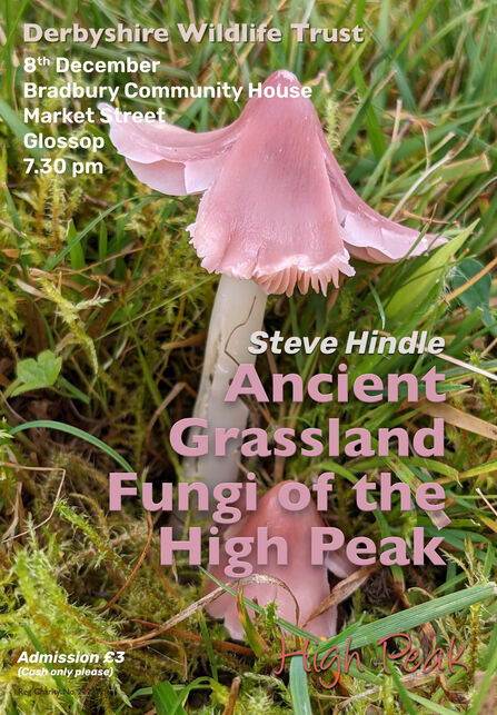 Poster for Derbyshire Wildlife Trust event on December 8th at Bradbury Community House, Market Street, Glossop, 7:30 pm, featuring a pink mushroom and text "Steve Hindle Ancient Grassland Fungi of the High Peak".