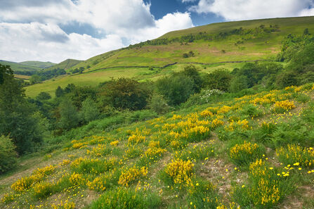 A lush green hillside dotted with bright yellow wildflowers and shrubs under a partly cloudy blue sky.