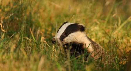 Profile of a young adult badger in evening light Derbyshire, UK