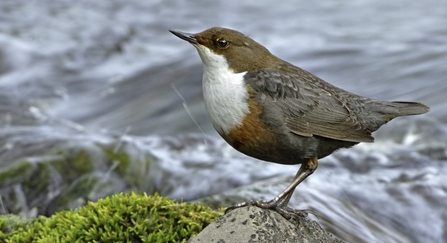dipper
