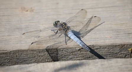 Black-tailed skimmer