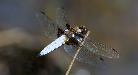 Broad bodied chaser dragonfly