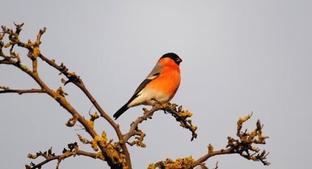 bullfinch