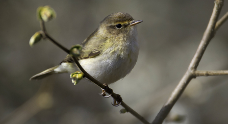 Chiffchaff