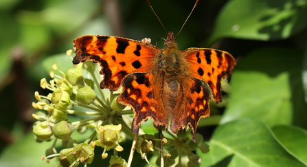 Comma on Ivy