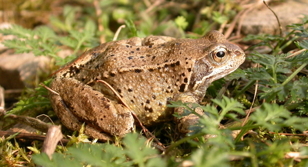 frog