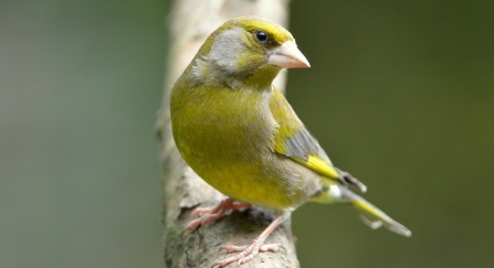 Greenfinch by Adam Jones