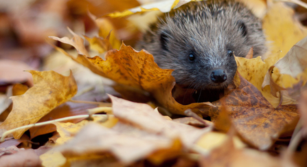 Hedgehog