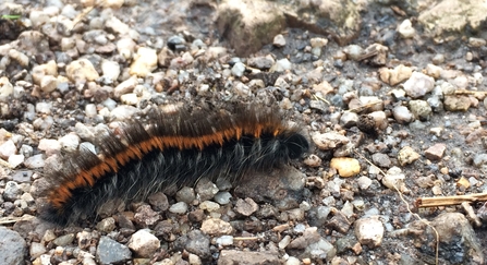 Fox moth caterpillar