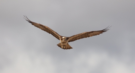 Osprey by Peter Cairns/2020VISION