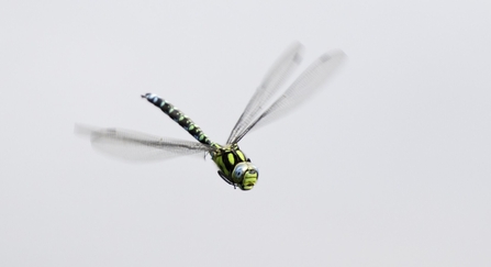 Southern hawker dragonfly