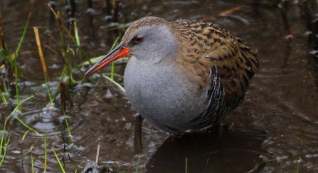 Water rail by Margaret Holland