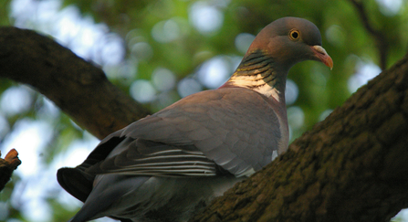 Woodpigeon by Neil Aldridge