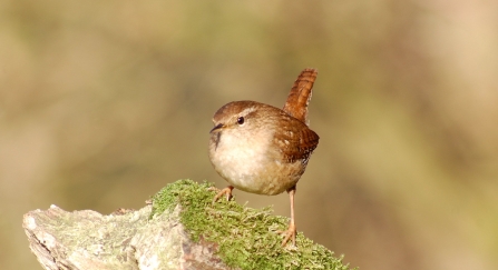 Wren by Adam Jones