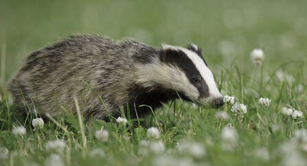 A badger with black and white stripes on its face stands in a field of green grass and white clover flowers.