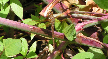 Brown hawker