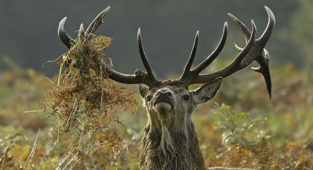 a male red deer with bracken in it's antlers rearing it's head