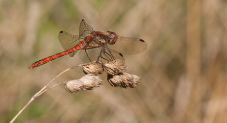 Common darter dragonfly