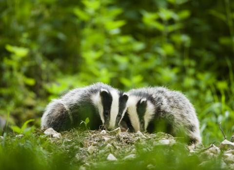 Two badgers in woodland, Derbyshire Wildlife Trust