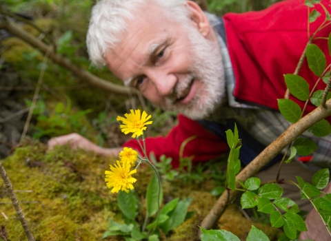 Leek coloured hawkweed, Peak District National Park, Alex Hyde