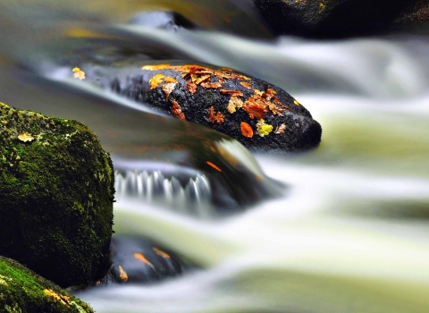 Autumn stream, Steve Waterhouse 
