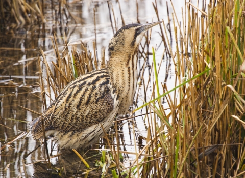 Bittern, Elliott Neep