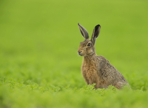 Brown hare, Jamie Hall