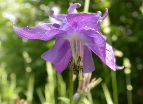 Common Columbine