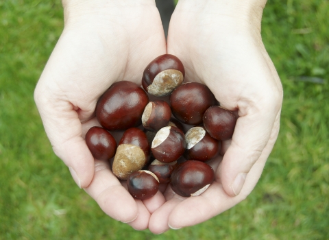 Conkers, Alan Price, Gatehouse Studios 