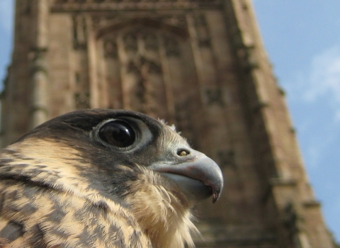 Derby Cathedral peregrine, Nick Moyes