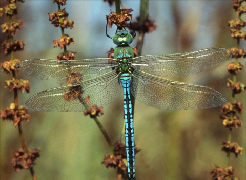 Emperor Dragonfly, Tony Pioli