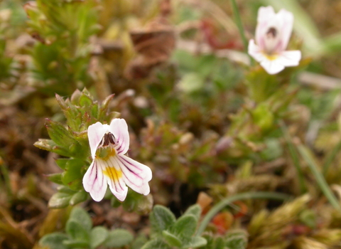 Eyebright