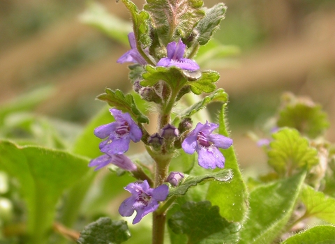 Ground-ivy