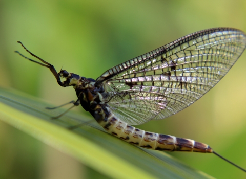 Mayfly, Amy-Lee Winfield