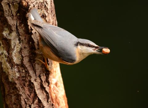 Nuthatch, Andrew Bradshaw 