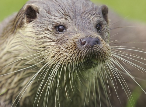 Otter, Mark Hamblin 