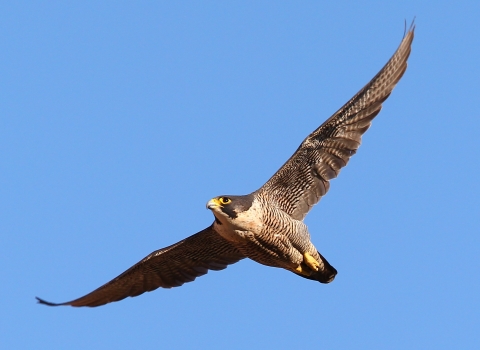 Peregrine, Dave Nay