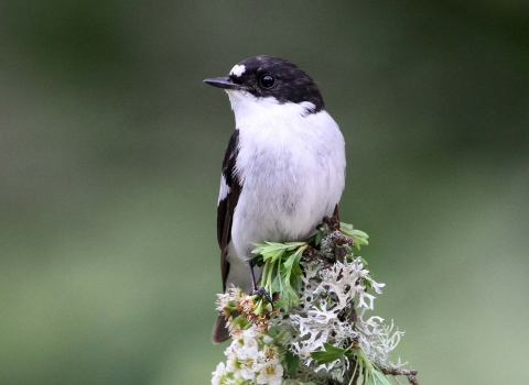 Pied flycatcher, Margaret Holland 