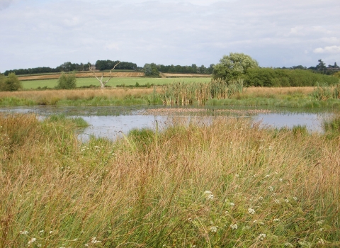 Erewash Meadows, Kate Lemon