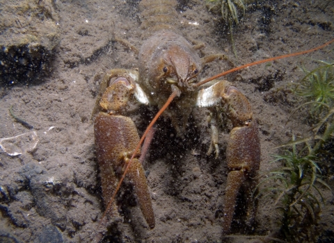 White-clawed crayfish, Andy Kirkland