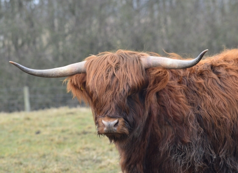 Highland cattle at Woodside Farm, Gavin Henderson