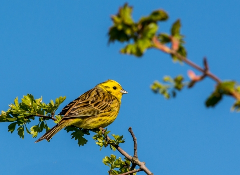 Yellowhammer, Richard Smith