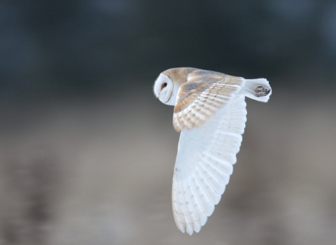 Barn owl, Richard Pittam