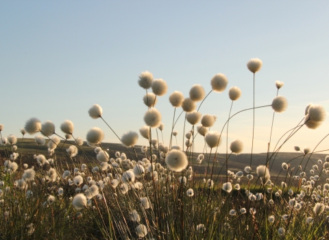 cotton grass, David Fryer-Winder