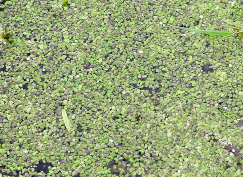 Common Duckweed