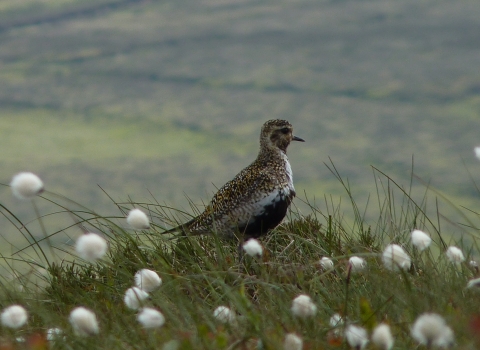 Golden plover, Derbyshire uplands, Tim Birch 