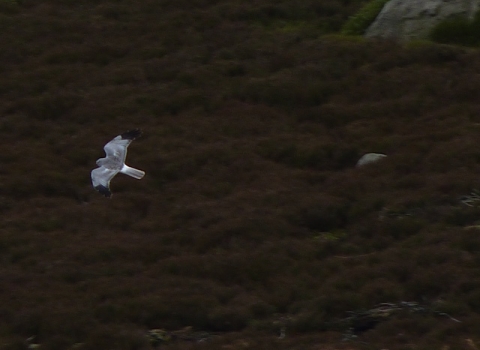 Hen harrier, Tim Birch 