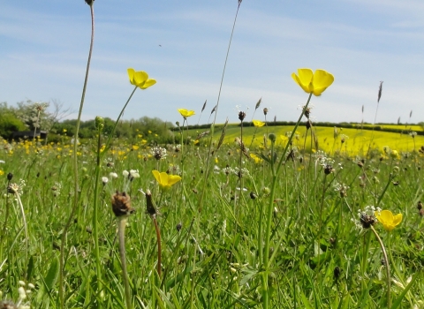 Wild flower meadow, Scott Jarvis