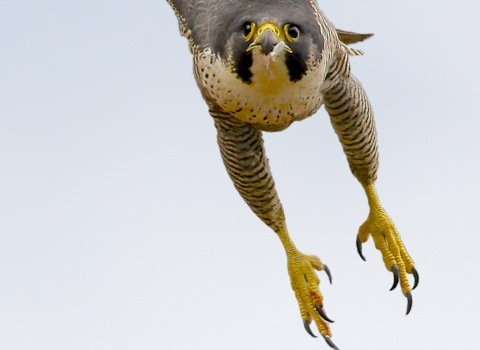 Peregrine, Robert Booth 