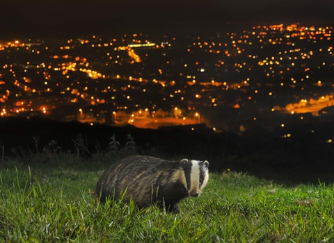 Badger, Terry Whittaker 2020 Vision